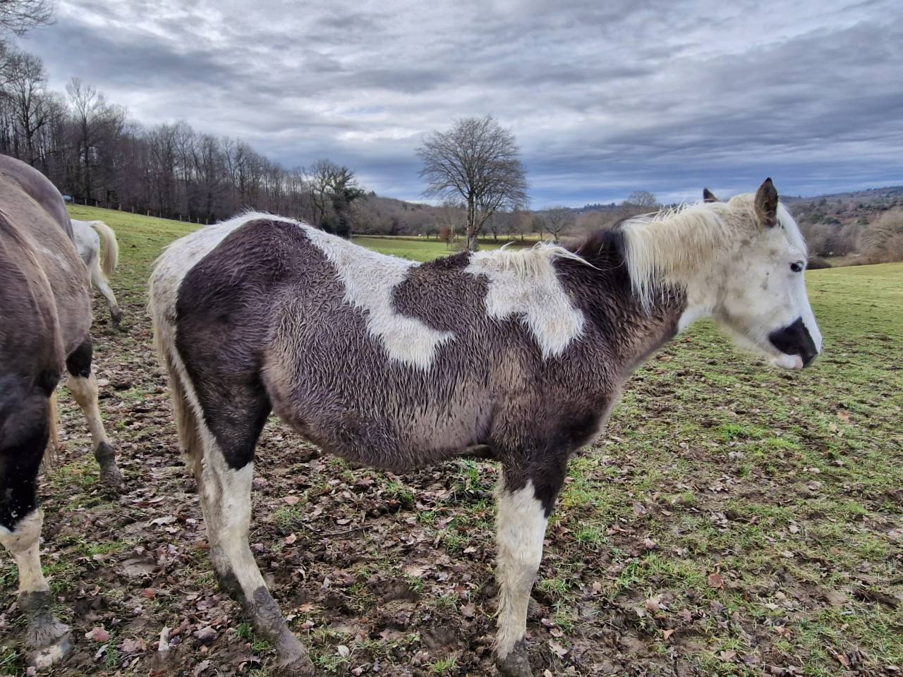 Potro Paint Horse En venta 2025 Pinto