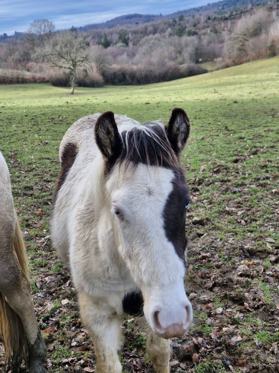 Potro Paint Horse En venta 2025 Pinto