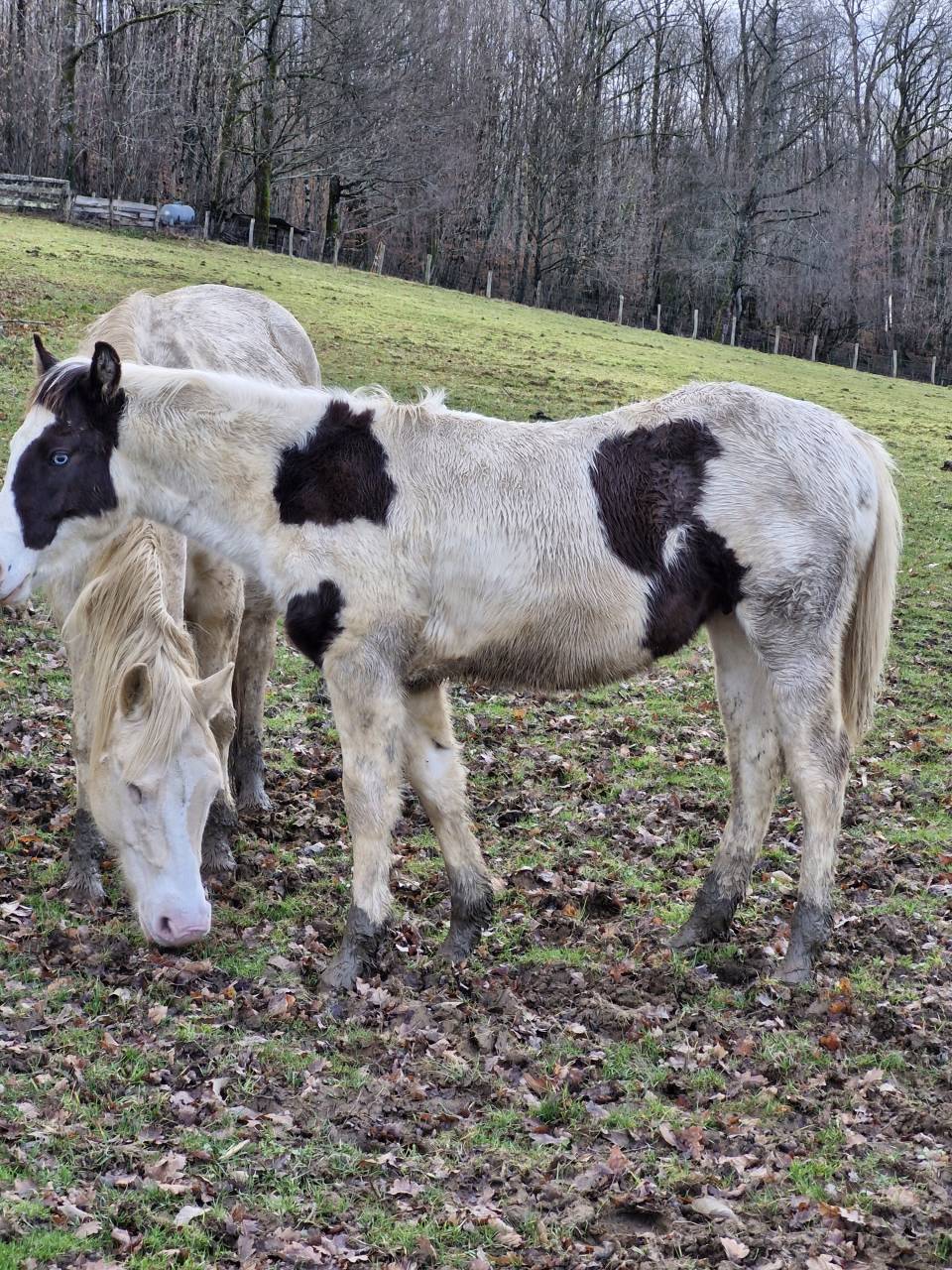 Potro Paint Horse En venta 2025 Pinto