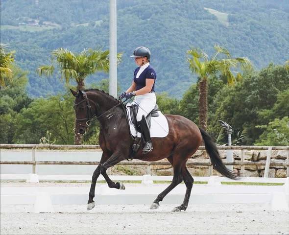 Yegua Lusitano En venta 2019 Bayo moreno