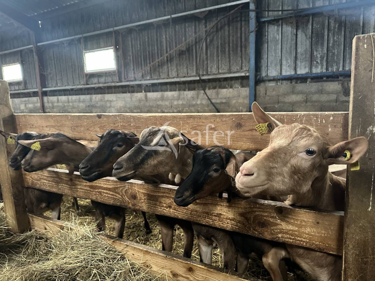 Explotaci&oacute;n ovina En venta Charente