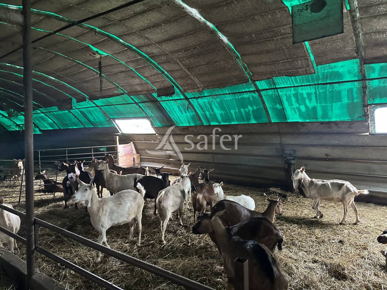 Explotaci&oacute;n ovina En venta Charente