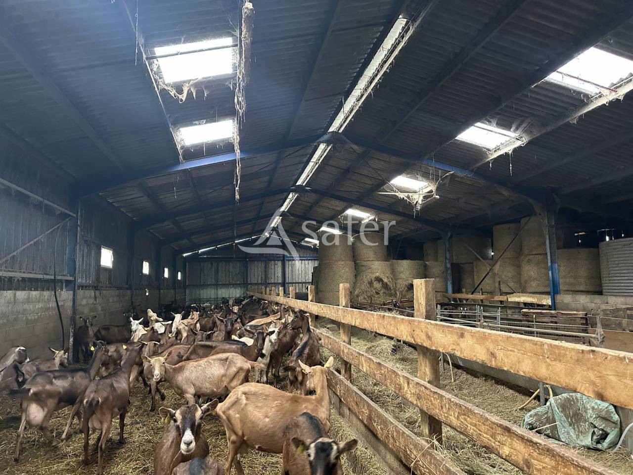 Explotaci&oacute;n ovina En venta Charente