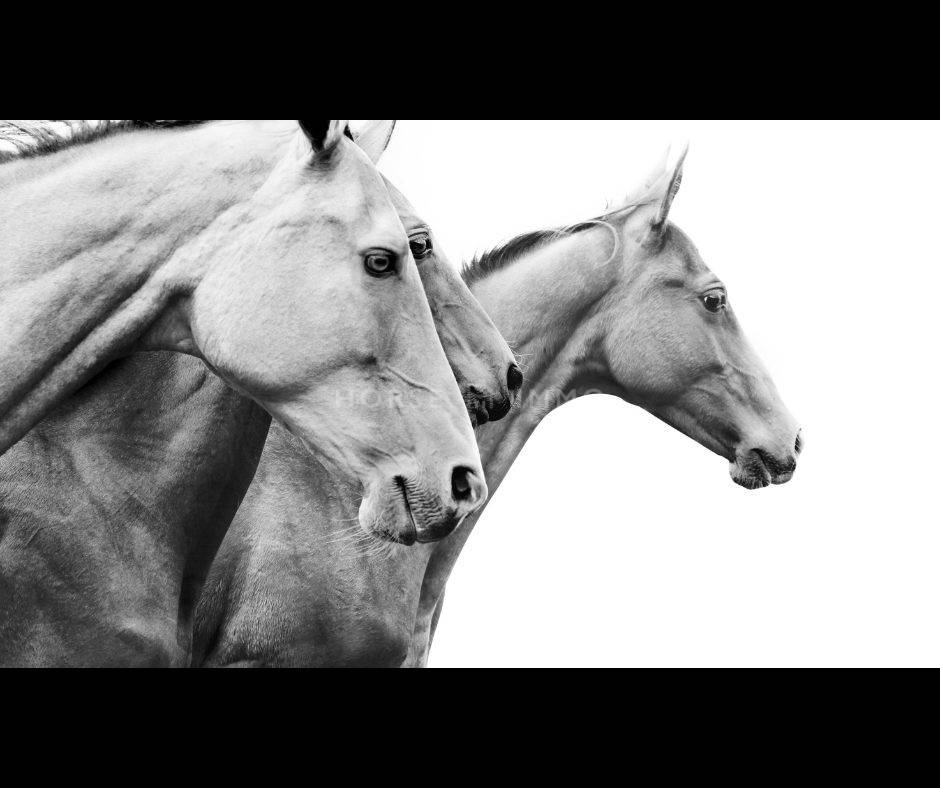 Propiedad ecuestre En venta Bocas del R&oacute;dano