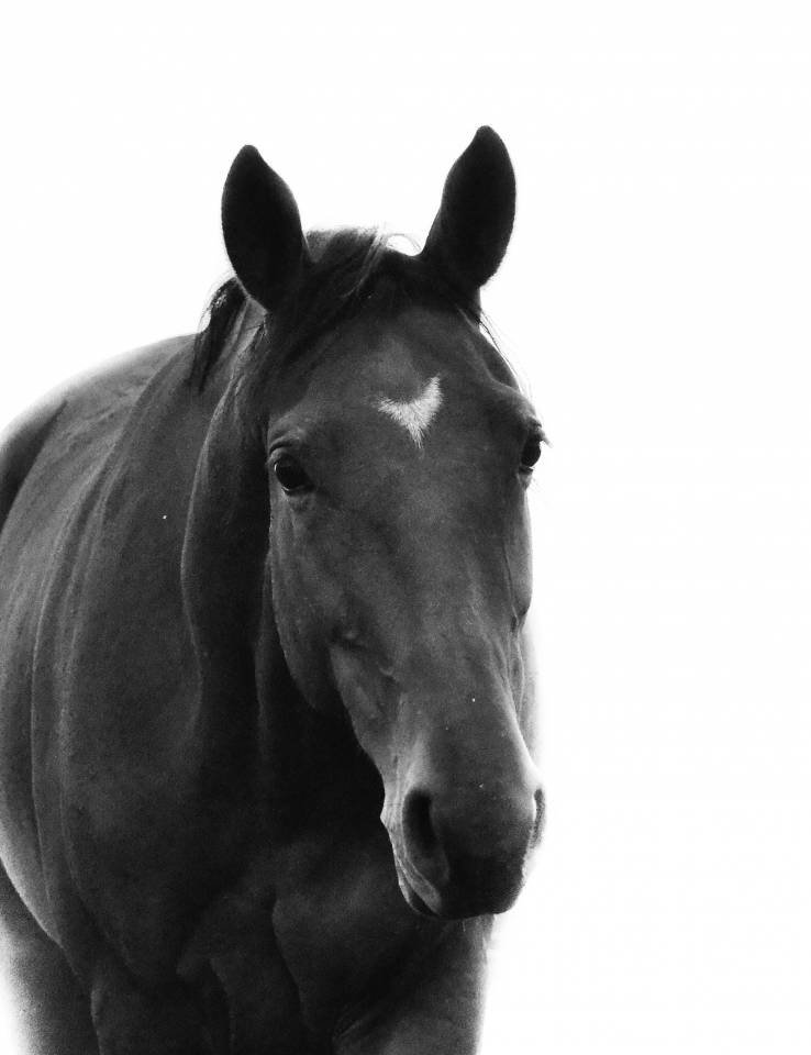 Yegua Cheval de Selle Italien En venta 2021 Bayo por PANAMA TAME