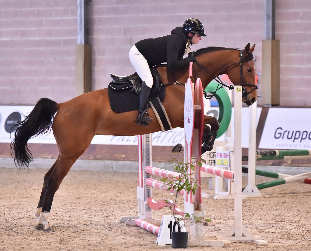 Yegua Cheval de Selle Italien En venta 2021 Bayo por PANAMA TAME