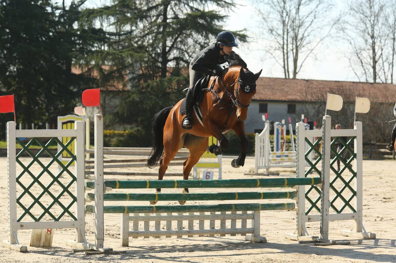 Yegua Cheval de Selle Italien En venta 2021 Bayo por PANAMA TAME