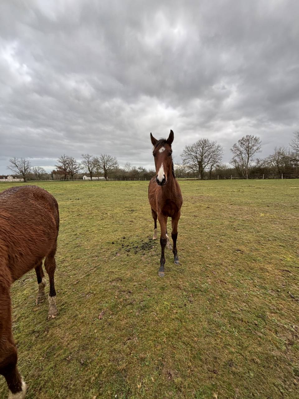 Potro Silla Franc&eacute;s En venta 2025 Bayo por FALKO DE HUS SF