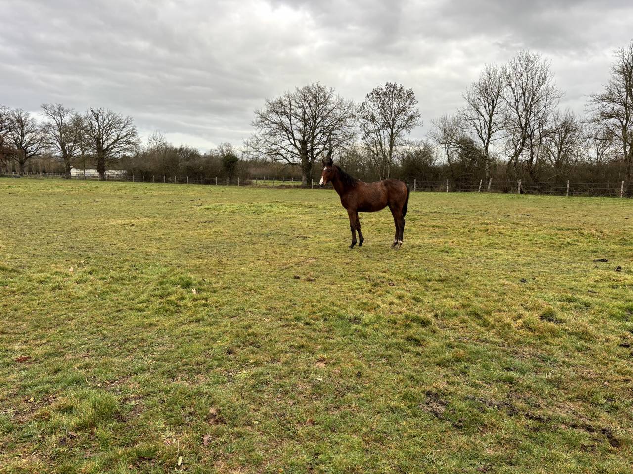 Potro Silla Franc&eacute;s En venta 2025 Bayo por FALKO DE HUS SF
