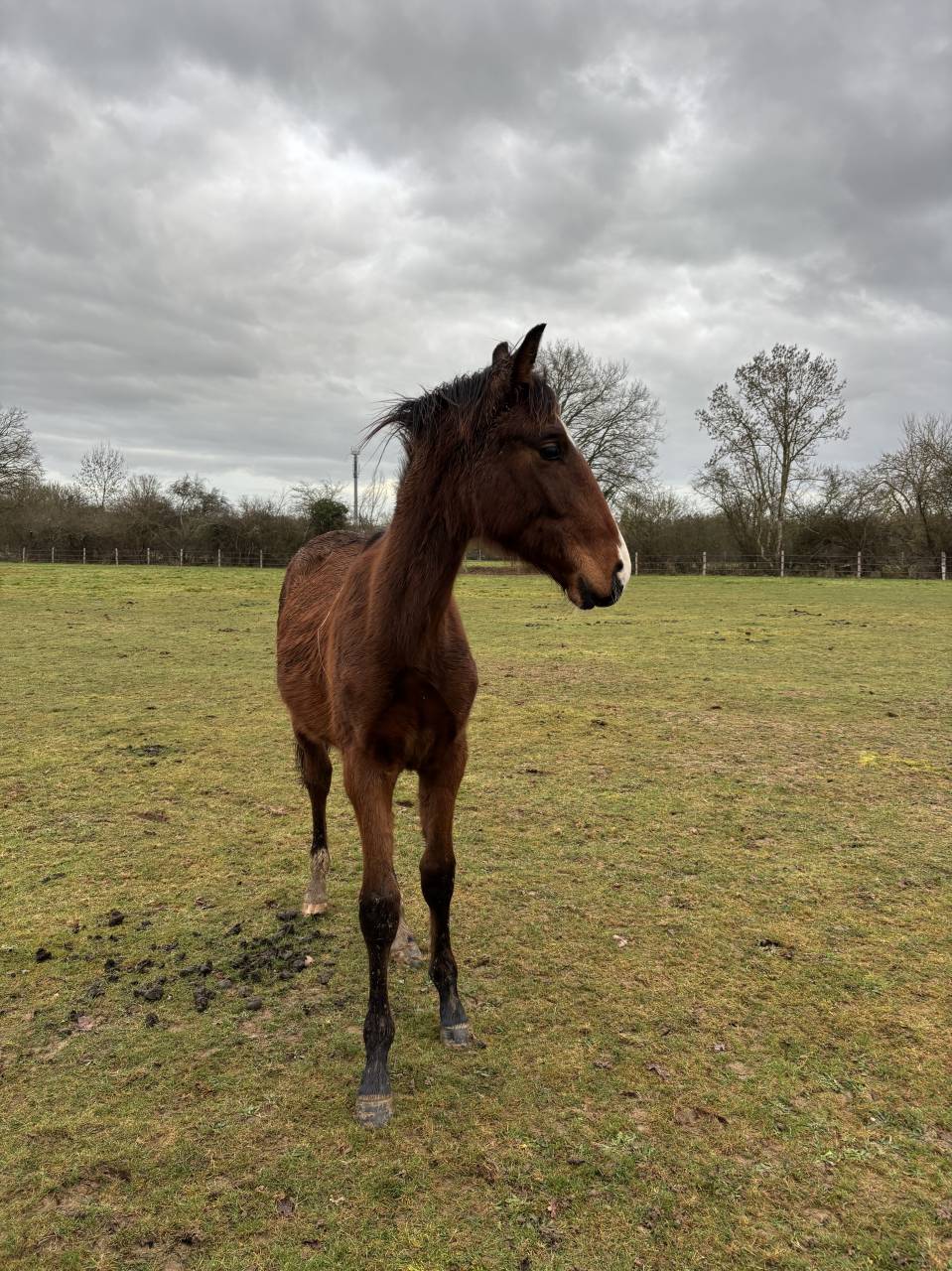 Potro Silla Franc&eacute;s En venta 2025 Bayo por FALKO DE HUS SF