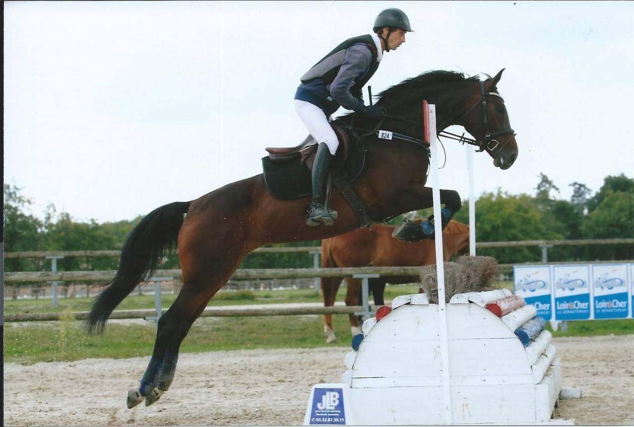 Potro Silla Franc&eacute;s En venta 2025 Bayo por FALKO DE HUS SF