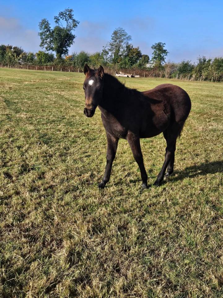 Potro New Forest En venta 2025 Isabelo por L'ancelot du m&eacute;nage