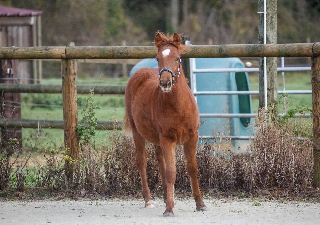 Yegua New Forest En venta 2025 Alaz&aacute;n por L'ancelot du m&eacute;nage