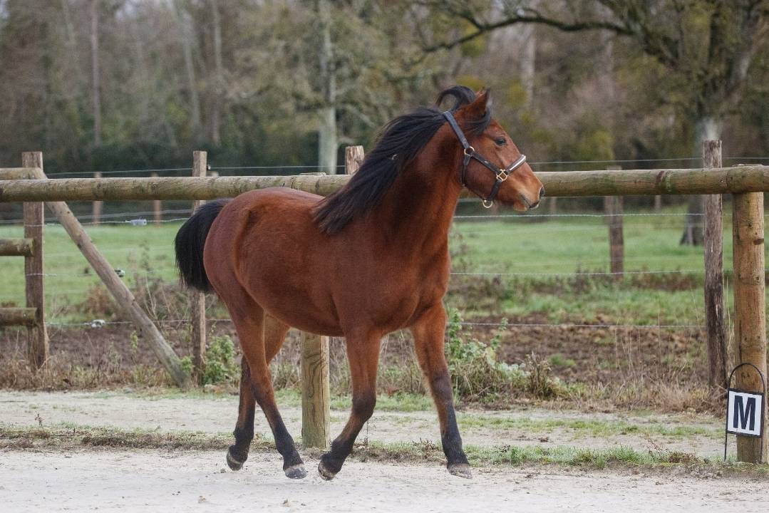 Yegua New Forest En venta 2024 Bayo por L'ancelot du m&eacute;nage