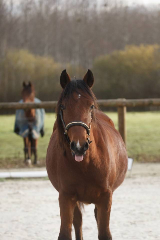 Yegua New Forest En venta 2024 Bayo por L'ancelot du m&eacute;nage