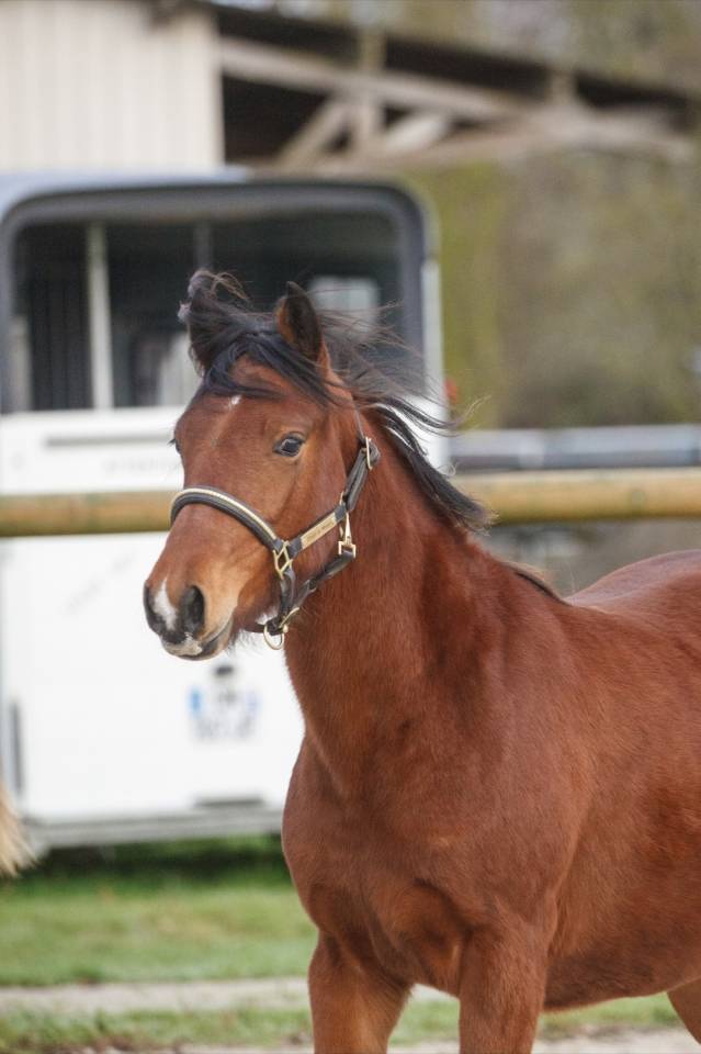 Yegua New Forest En venta 2024 Bayo por L'ancelot du m&eacute;nage