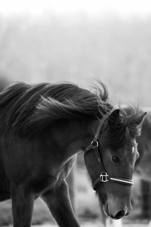 Yegua New Forest En venta 2024 Bayo por L'ancelot du m&eacute;nage