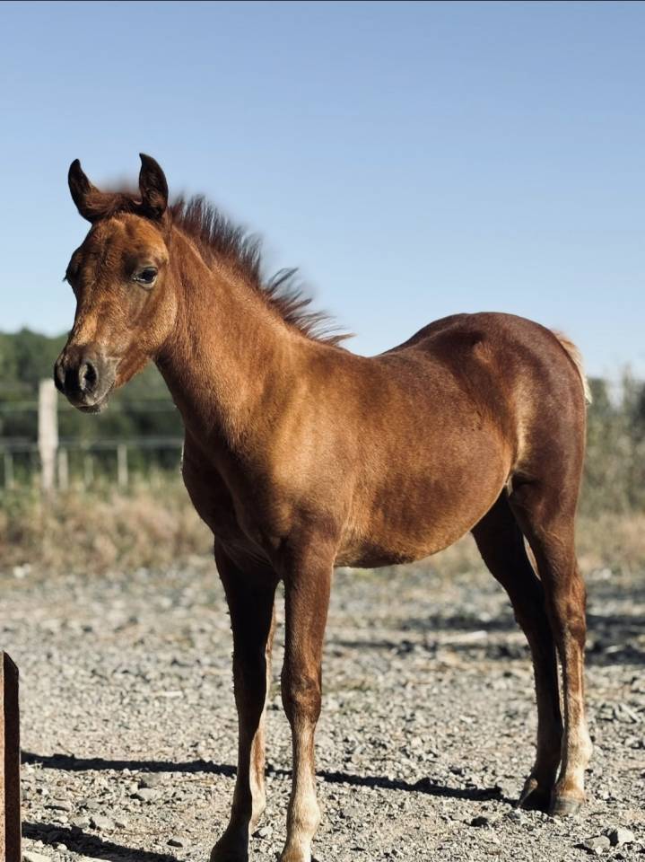 Potranca New Forest En venta 2025 Alaz&aacute;n por L'ancelot du m&eacute;nage