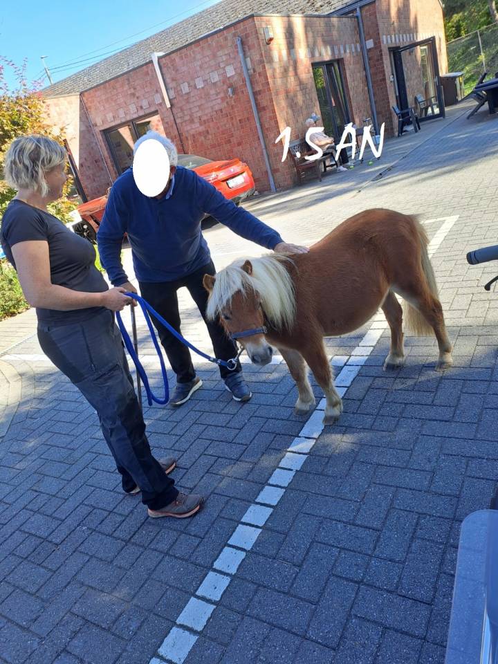 Caballo castrado Shetland En venta 2024 Alaz&aacute;n