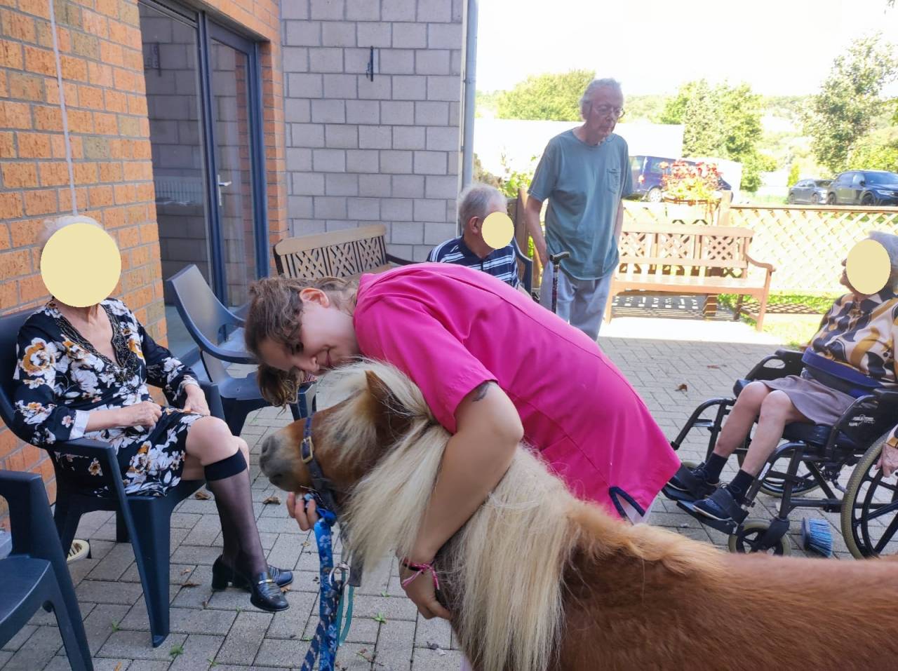 Caballo castrado Shetland En venta 2024 Alaz&aacute;n