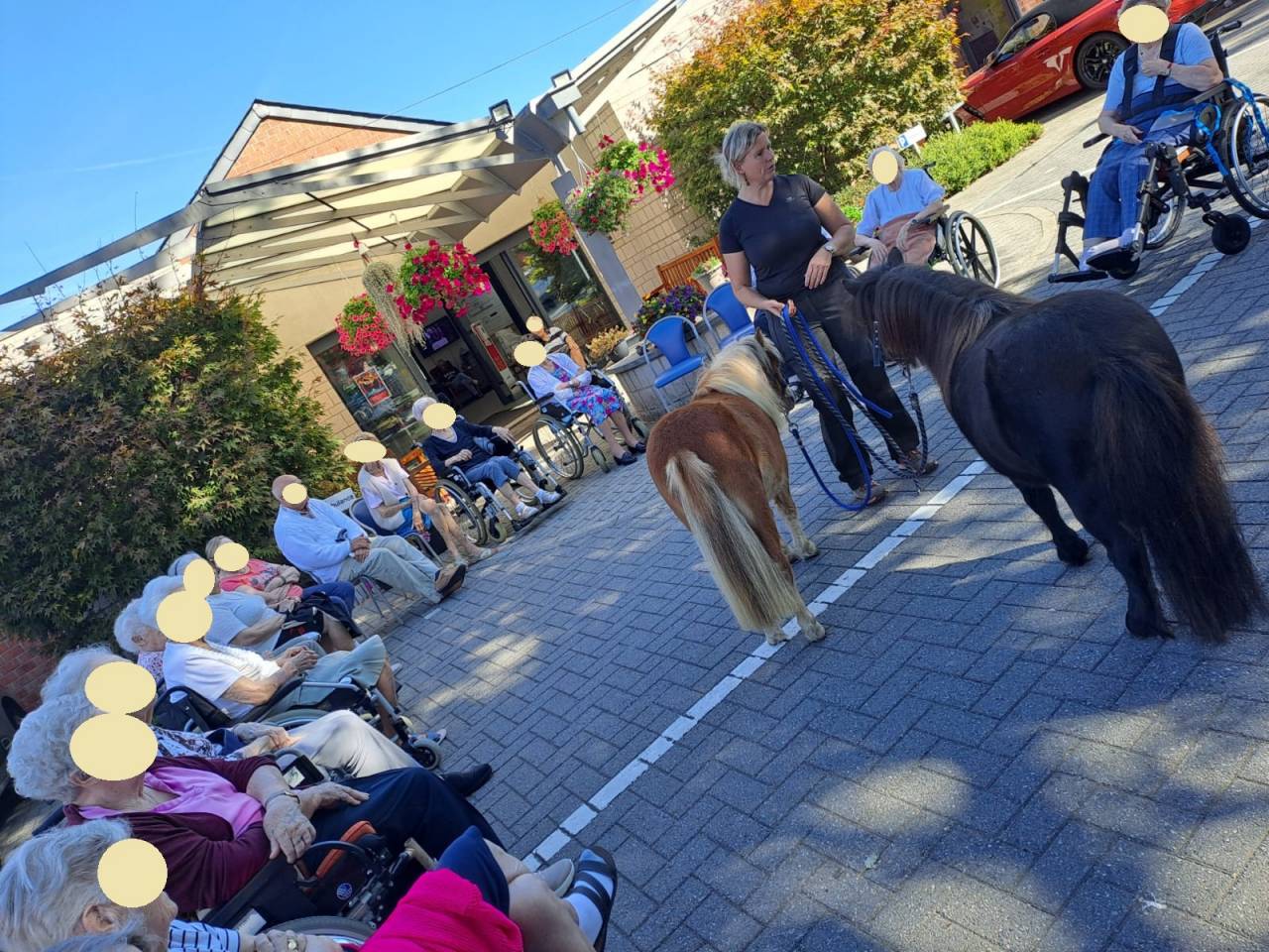 Caballo castrado Shetland En venta 2024 Alaz&aacute;n