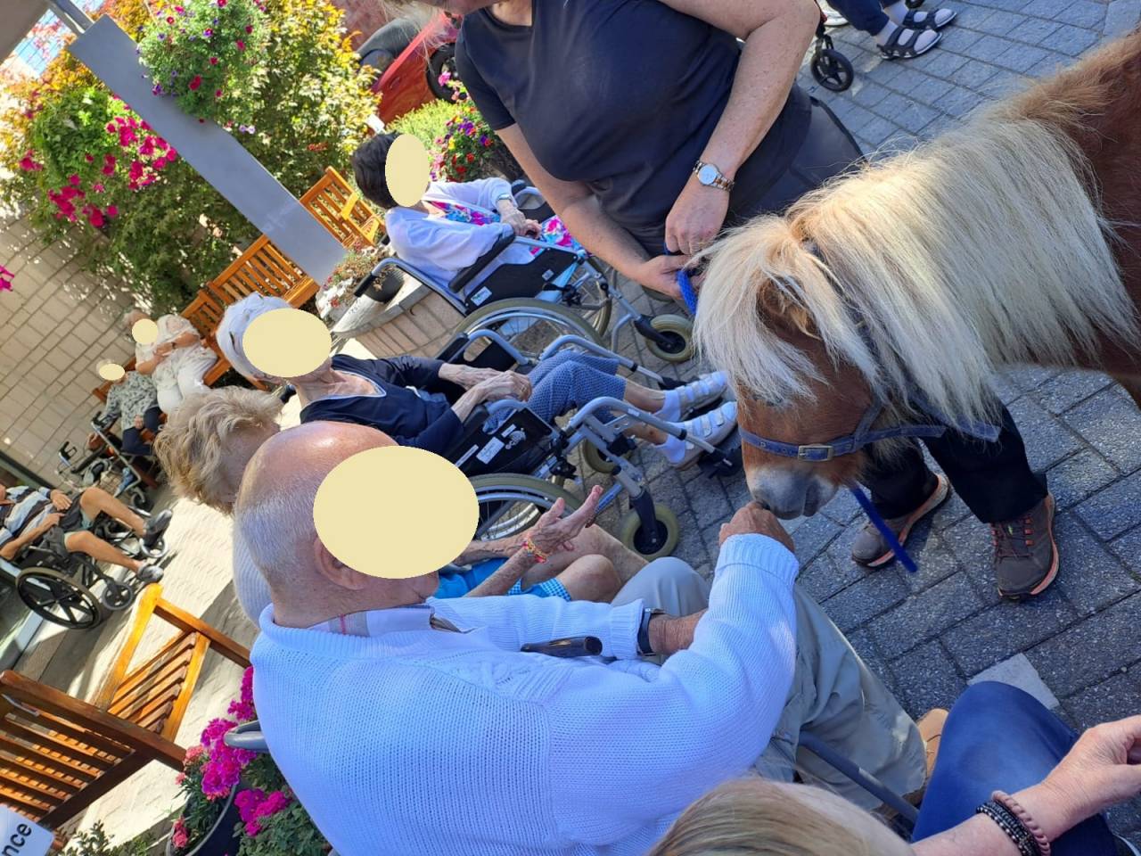 Caballo castrado Shetland En venta 2024 Alaz&aacute;n