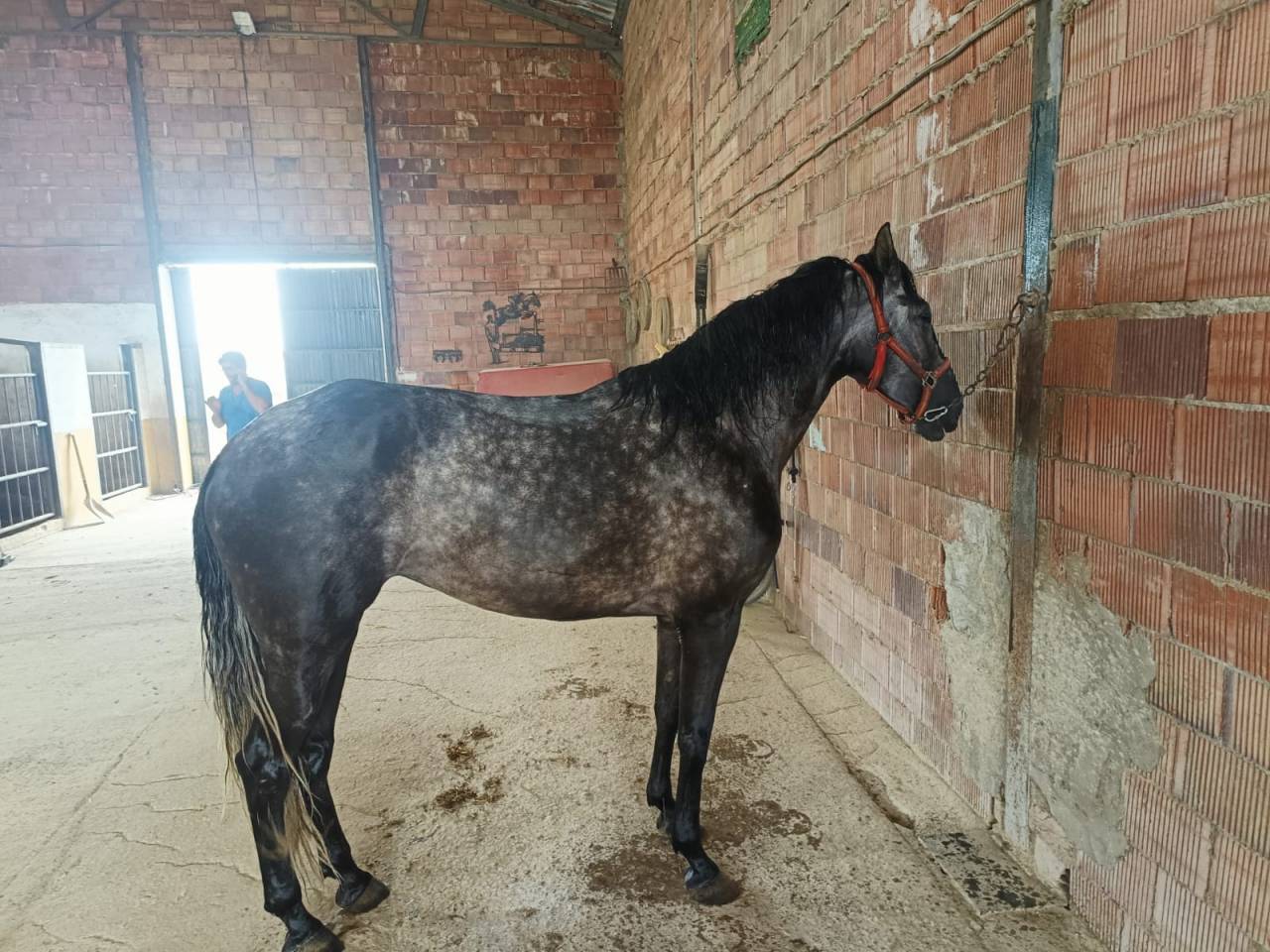 Vendo yegua pre con papeles muy guapa y mansa ve