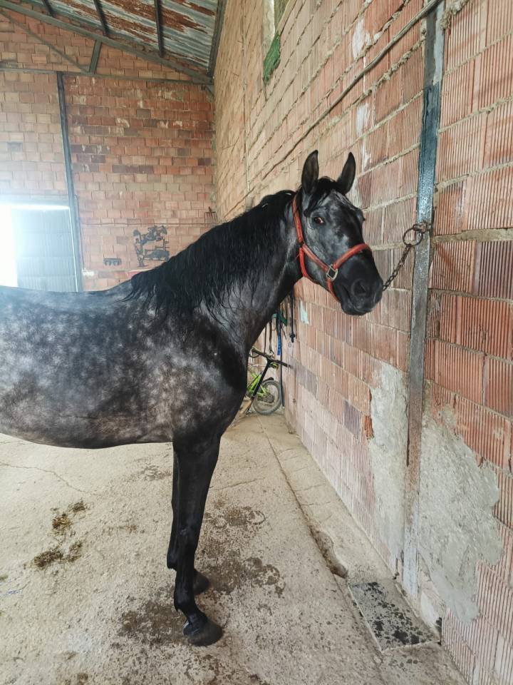 Vendo yegua pre con papeles muy guapa y mansa ve