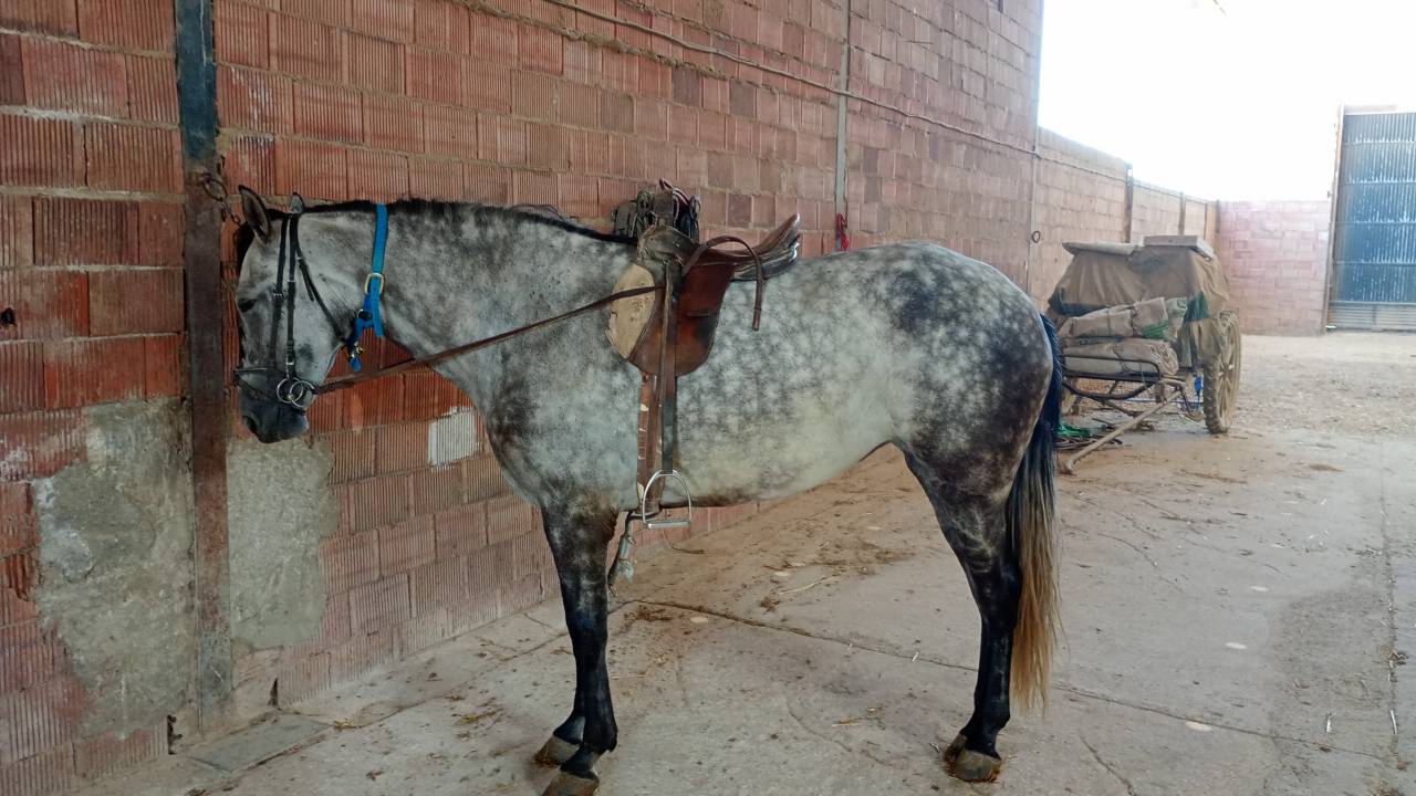 Vendo yegua pre con papeles muy guapa y mansa ve