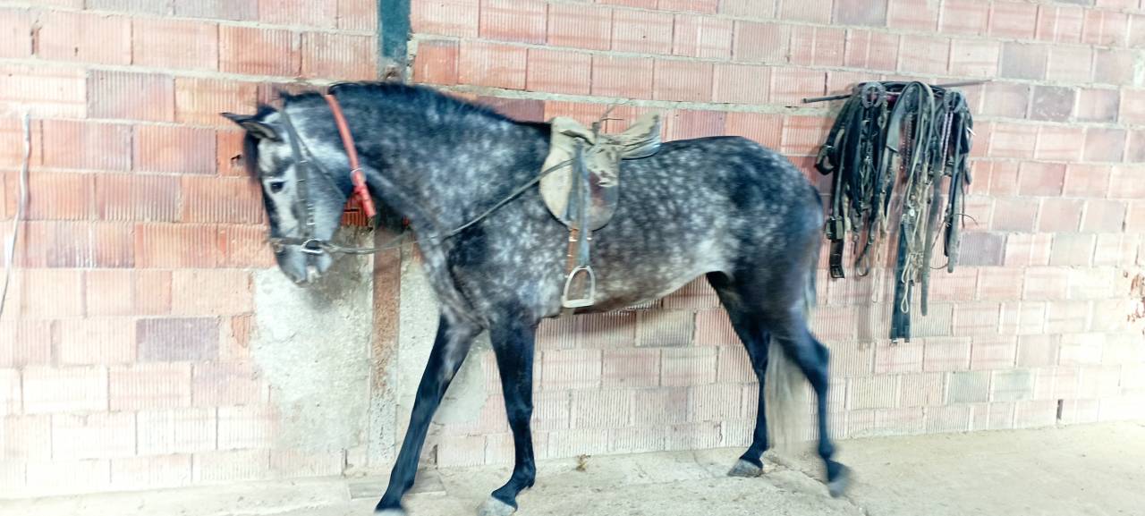 Vendo yegua pre con papeles muy guapa y mansa ve