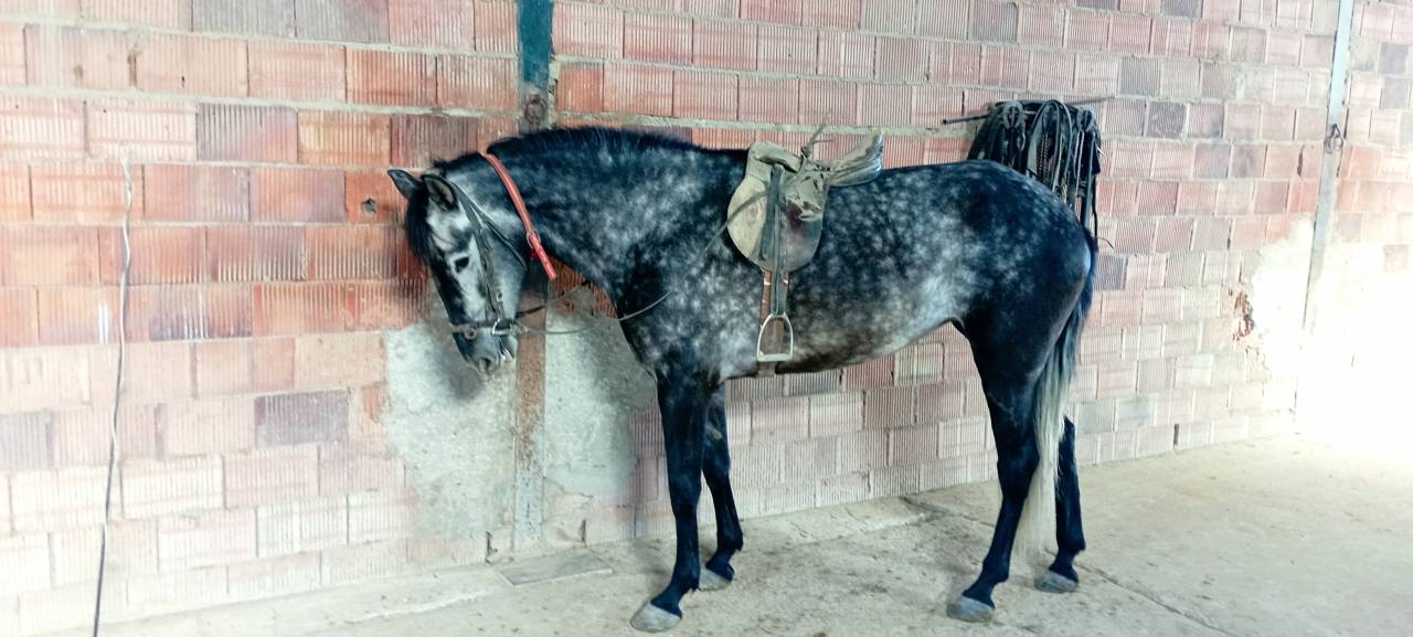 Vendo yegua pre con papeles muy guapa y mansa ve