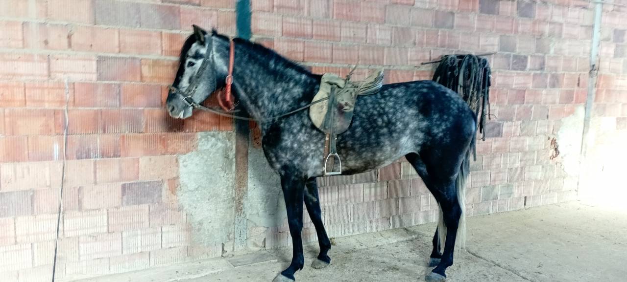 Vendo yegua pre con papeles muy guapa y mansa ve