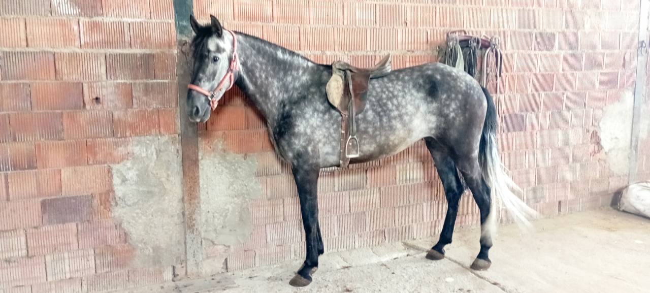 Vendo yegua pre con papeles muy guapa y mansa ve