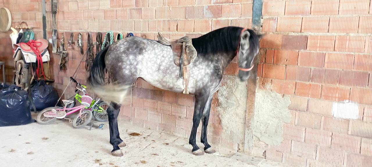 Vendo yegua pre con papeles muy guapa y mansa ve