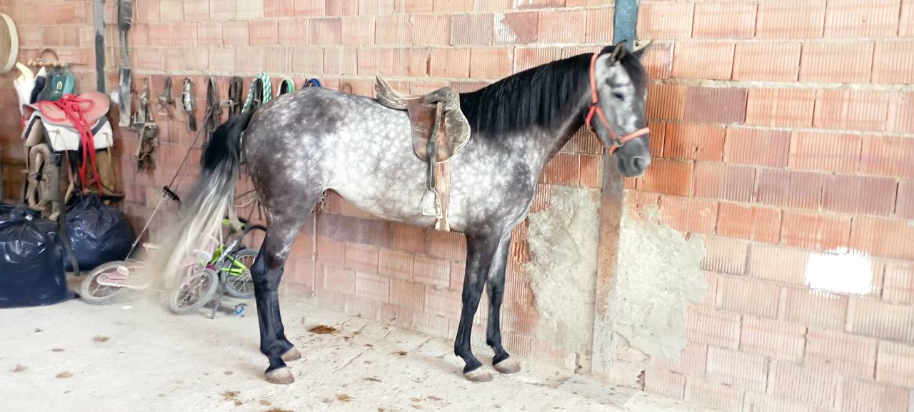 Vendo yegua pre con papeles muy guapa y mansa ve