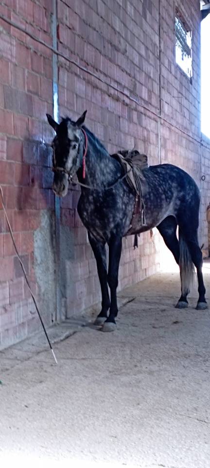 Vendo yegua pre con papeles muy guapa y mansa ve