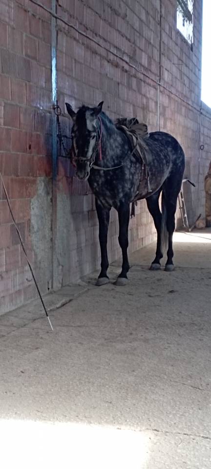 Vendo yegua pre con papeles muy guapa y mansa ve