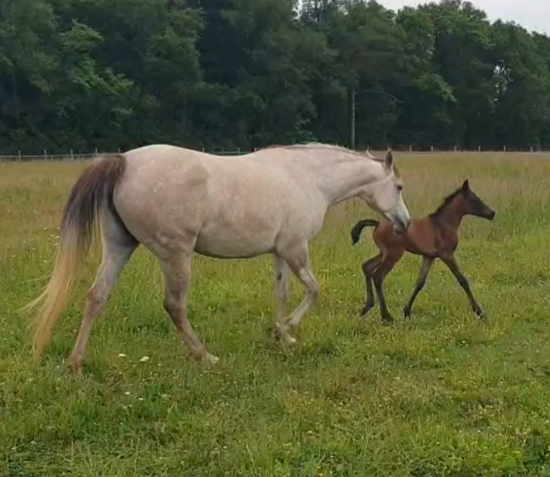 Potro Arabe En venta 2025 Tordo por RAMSES ORIENTAL, AR