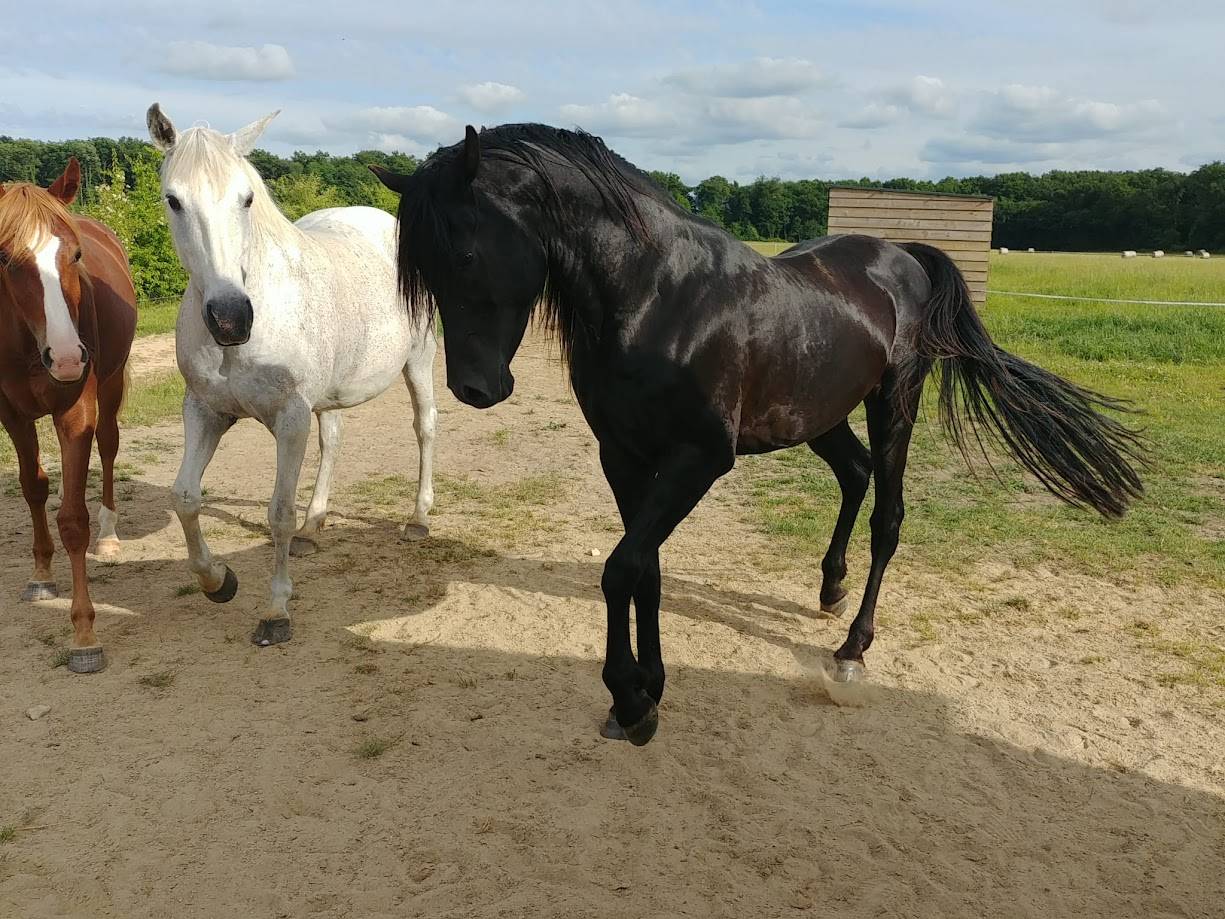 Potro Arabe En venta 2025 Tordo por RAMSES ORIENTAL, AR