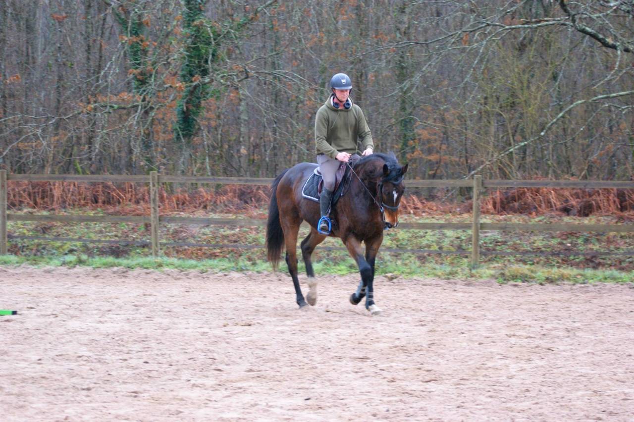 Caballo castrado Pura Sangre En venta 2020 Bayo