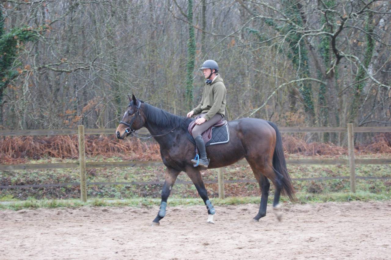 Caballo castrado Pura Sangre En venta 2020 Bayo