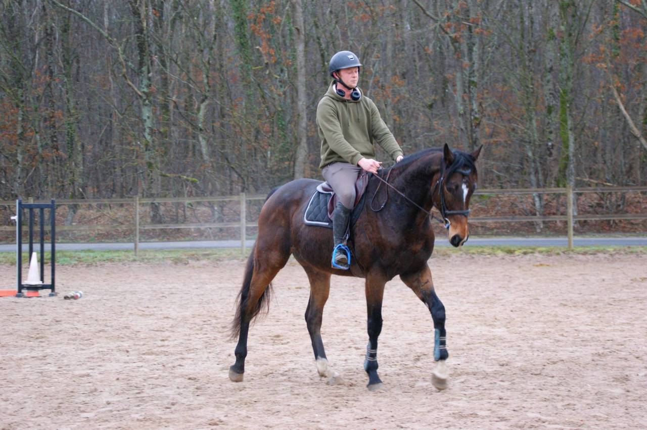 Caballo castrado Pura Sangre En venta 2020 Bayo