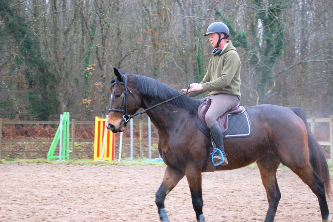 Caballo castrado Pura Sangre En venta 2020 Bayo