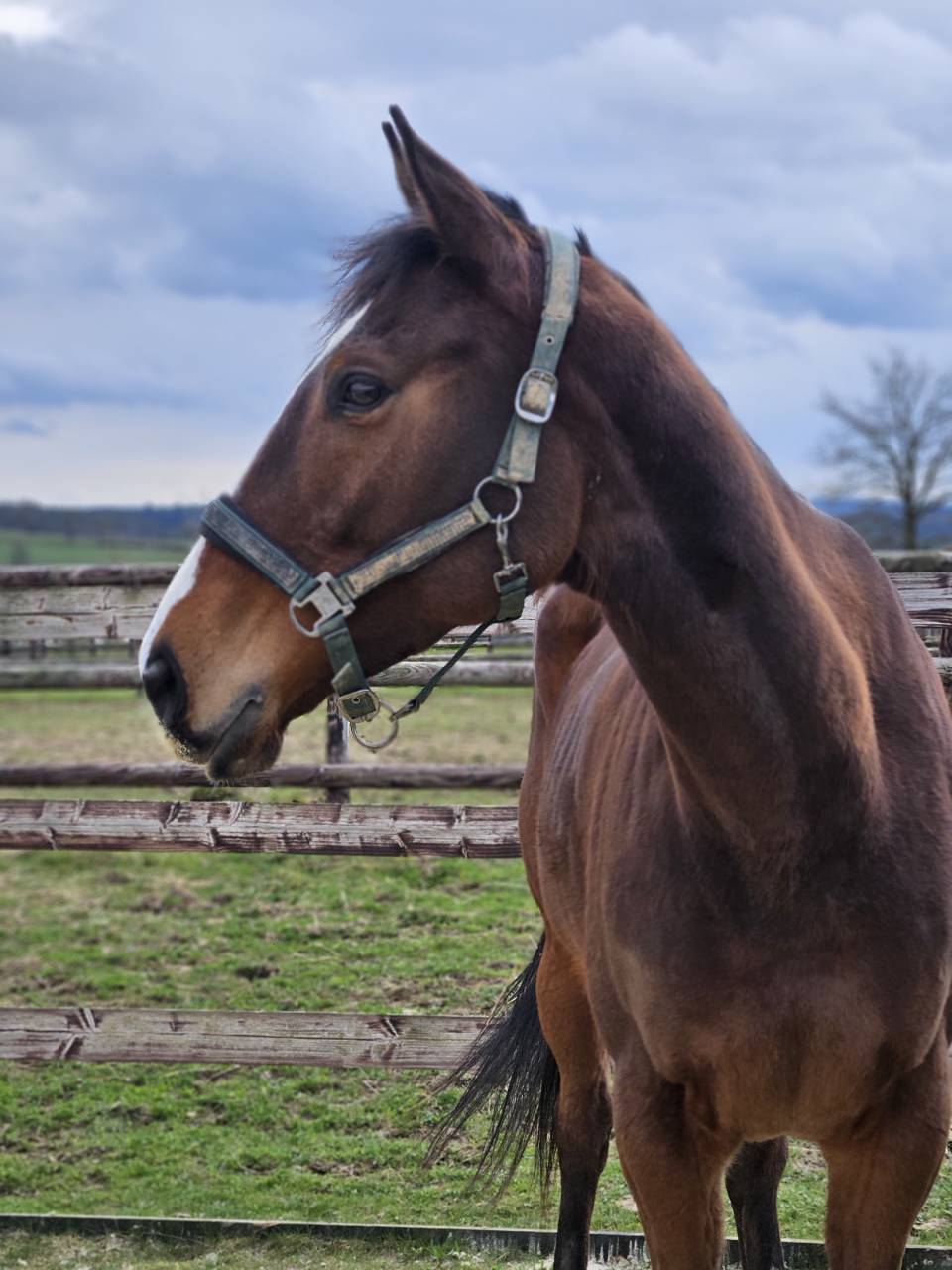 Yegua Pura Sangre En venta 2021 Bayo