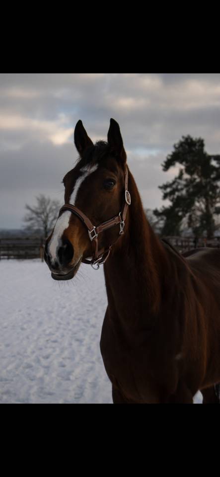 Yegua Pura Sangre En venta 2021 Bayo