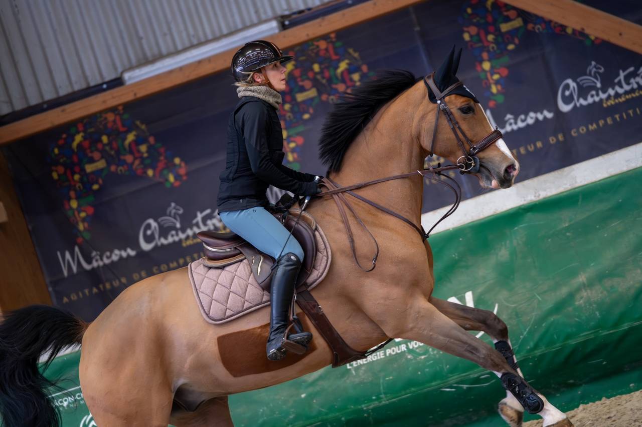 Caballo castrado Silla Franc&eacute;s En venta 2014 Bayo por QUITE EASY