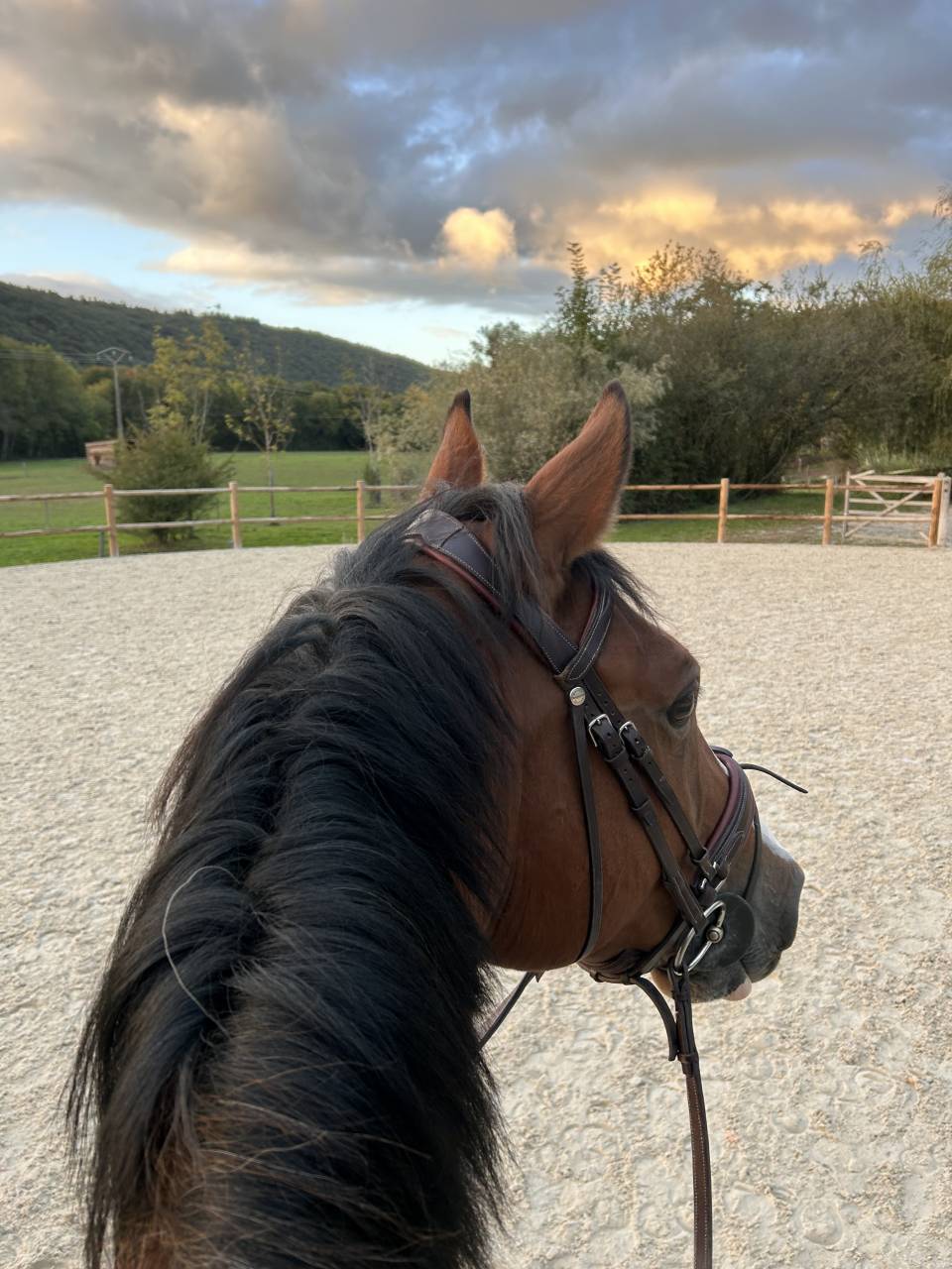 Caballo castrado Silla Franc&eacute;s En venta 2014 Bayo por QUITE EASY