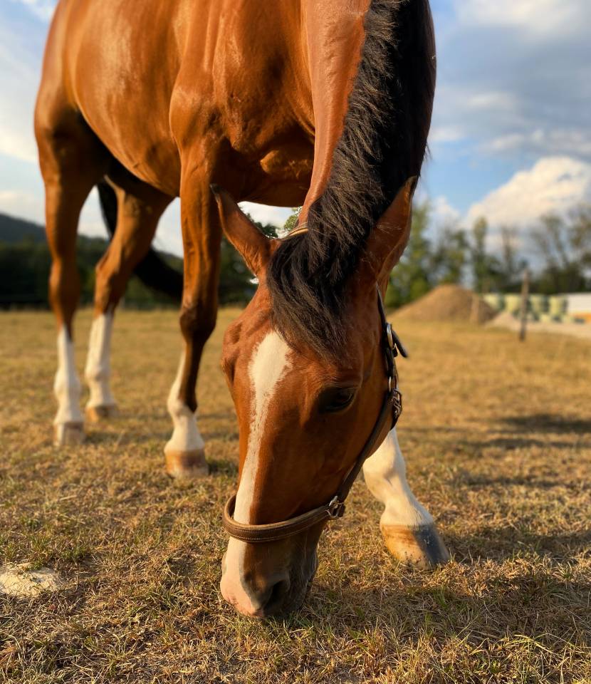 Caballo castrado Silla Franc&eacute;s En venta 2014 Bayo por QUITE EASY