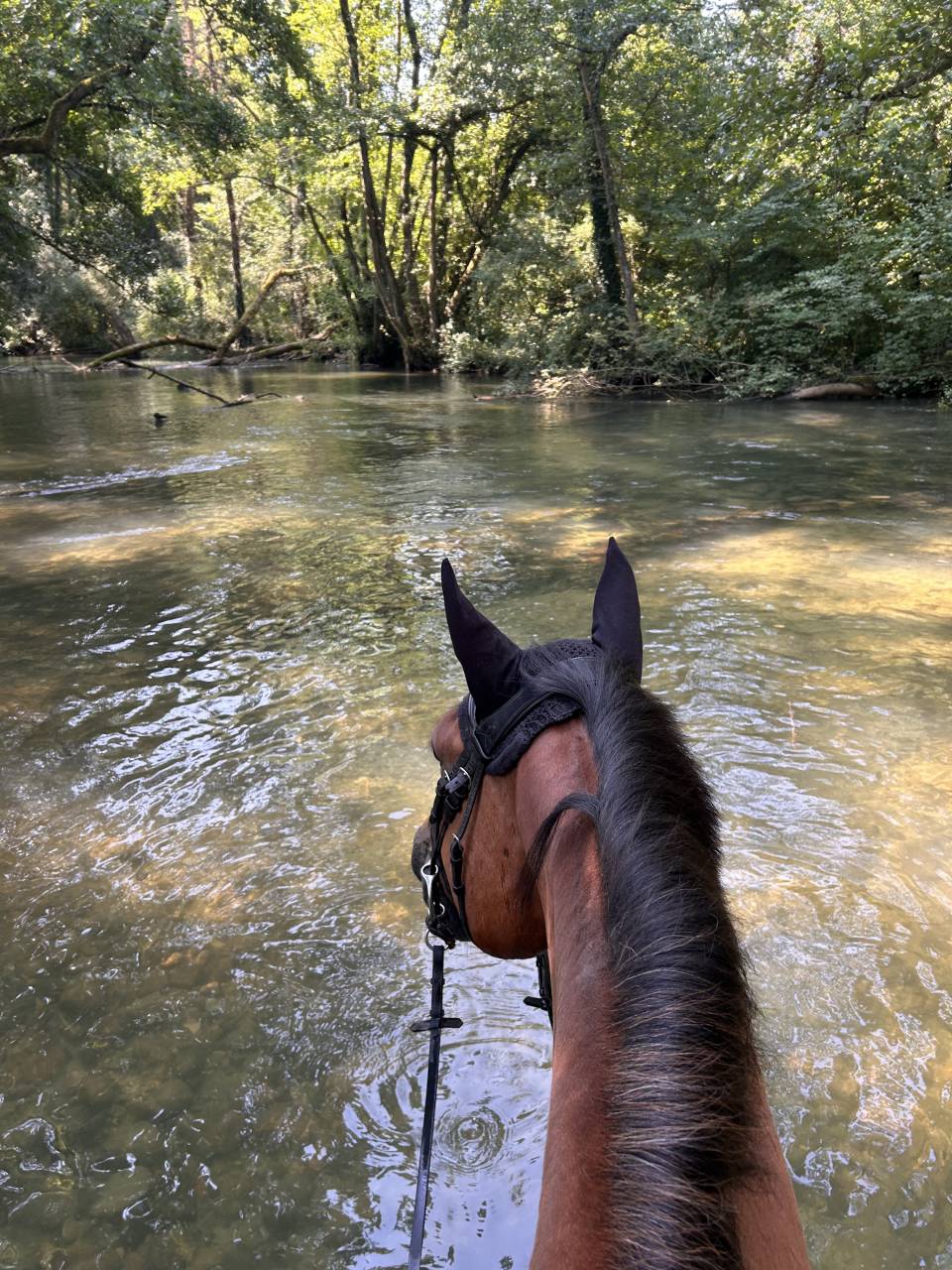 Caballo castrado Silla Franc&eacute;s En venta 2014 Bayo por QUITE EASY