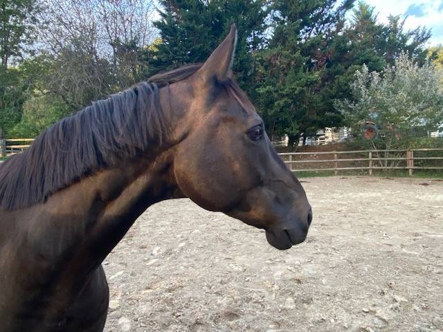 Caballo castrado Silla Franc&eacute;s En venta 2018 Bayo moreno